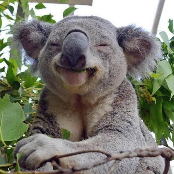man_file_1057768_2.Koala_.jpg