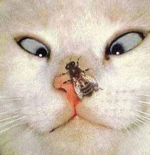 3+cross-eyed.jpg
