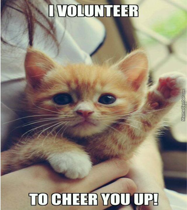 adorable-cat-is-adorable-o-3633665.jpg