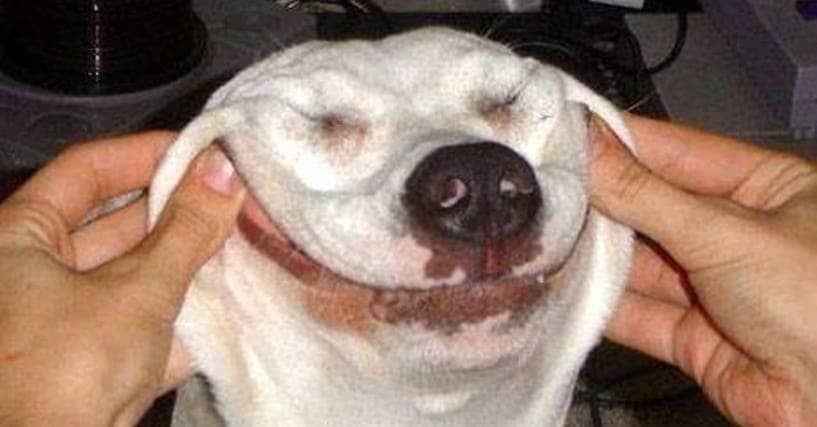 smiling-dogs-that-are-actually-kind-of-creepy