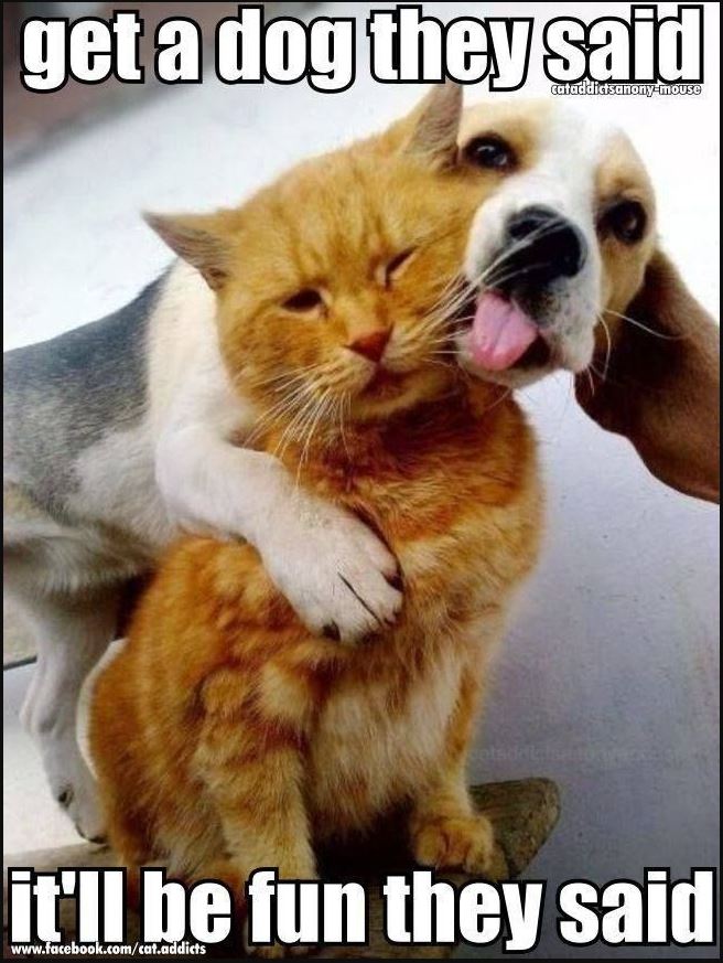 20-Very-Funny-Animal-Memes-4.jpg