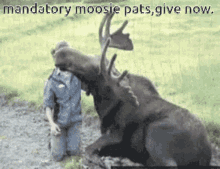 moosie-moose.gif