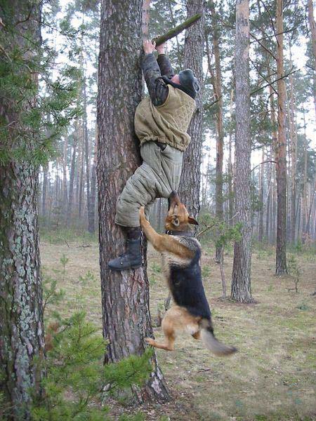 Dog-Biting-Man-While-Climbing-Tree-Funny-Picture.jpg