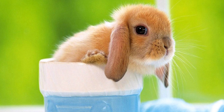 Cute-Bunny.png