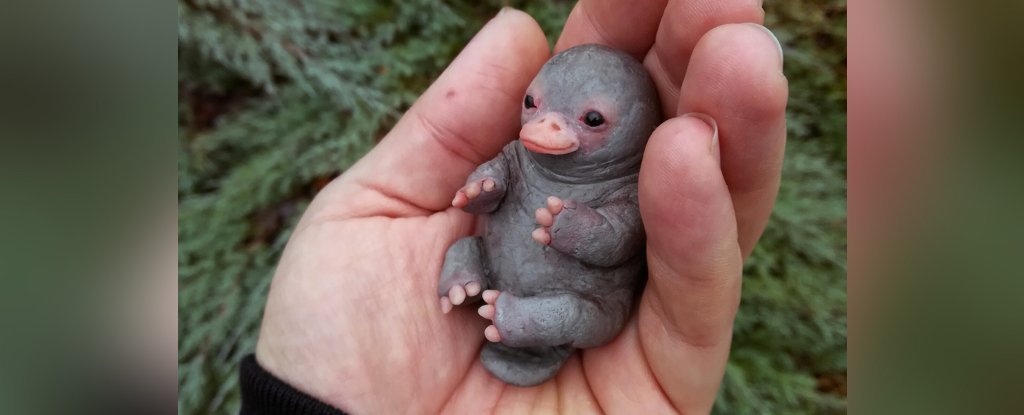 019-baby-platypus_1024.jpg