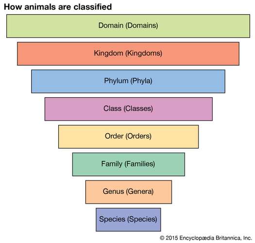 Animals-groups-organisms-succession-general-particular.jpg