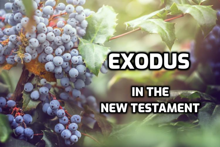 www.wednesdayintheword.com