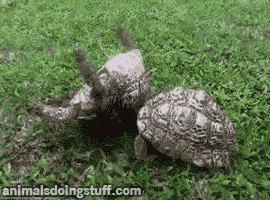 tumblr_msriodr1wx1shdotdo1_r1_400.gif