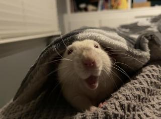 show-me-some-funny-rat-faces-v0-e3njr8ol5x4e1.jpg