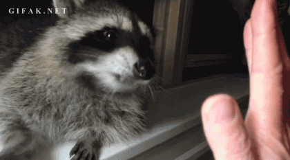 tumblr_mhi6btsJsX1qlxqw2o1_500.gif