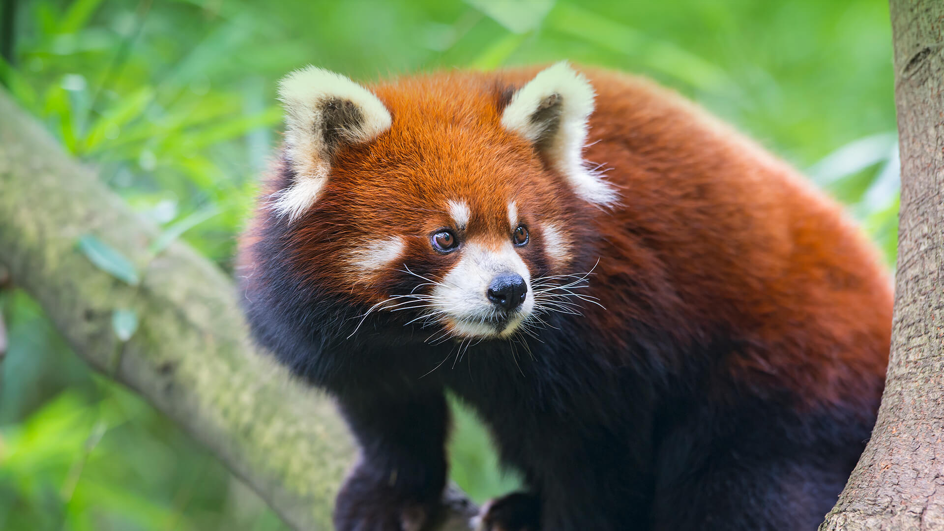 animals_hero_redpanda.jpg