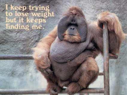 The_Ape_20131204_ape.jpg