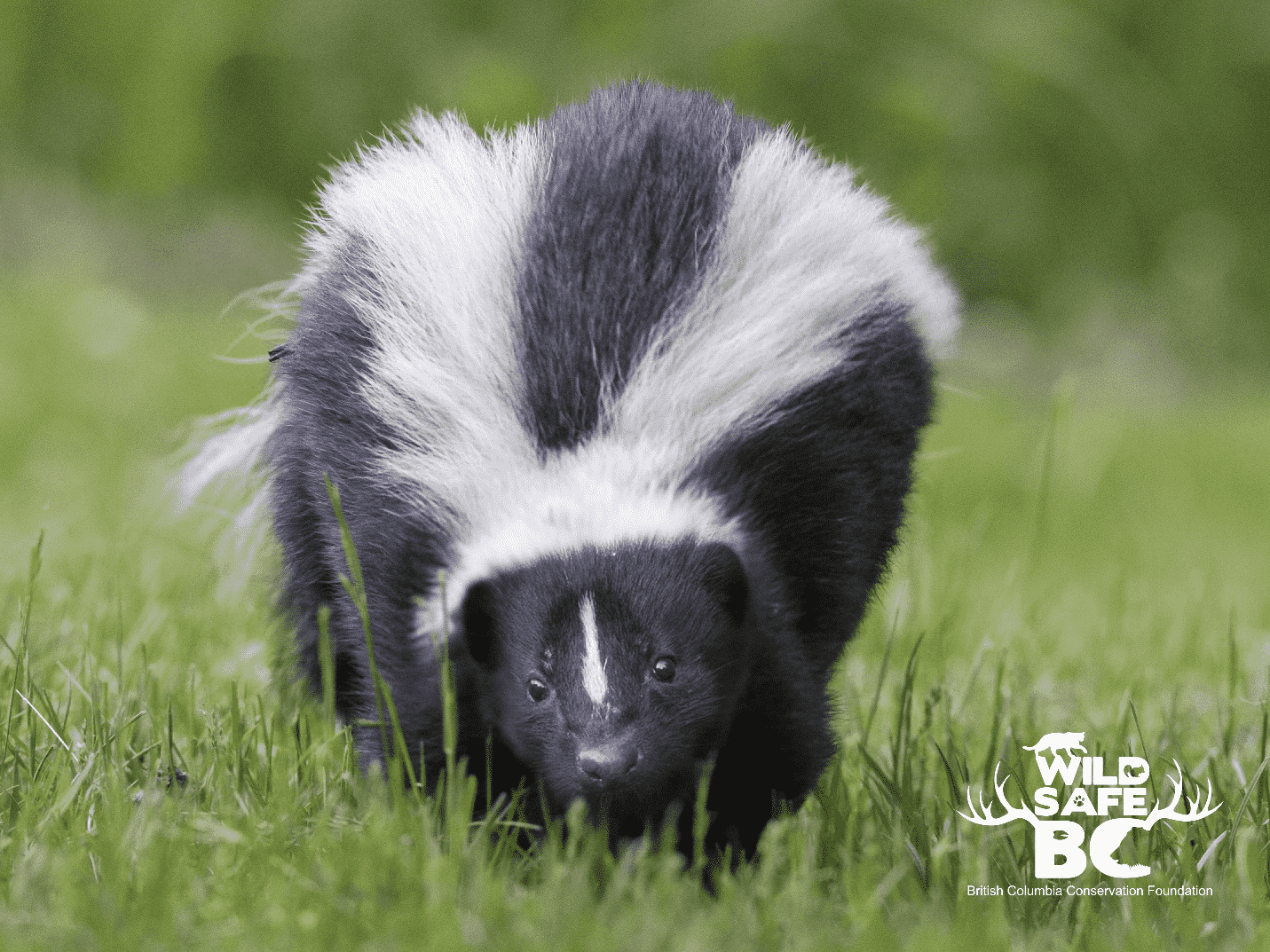 wildsafebc-skunk-glamshot-min.png