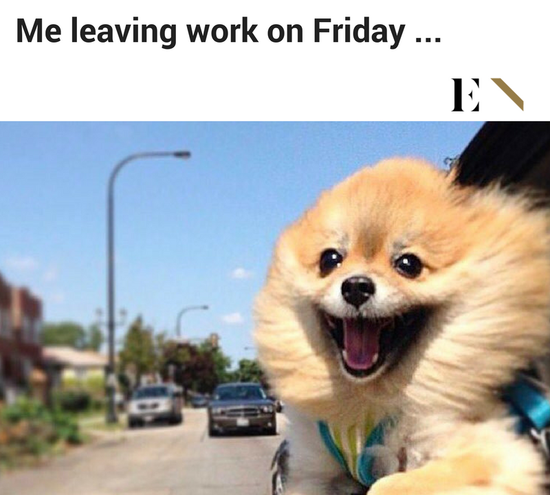 funny-animal-memes-entity-7-800x720.png