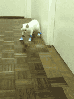 kitten-boots.gif