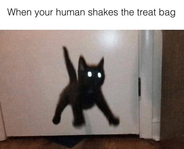 cat-memes-43-20240710.jpg