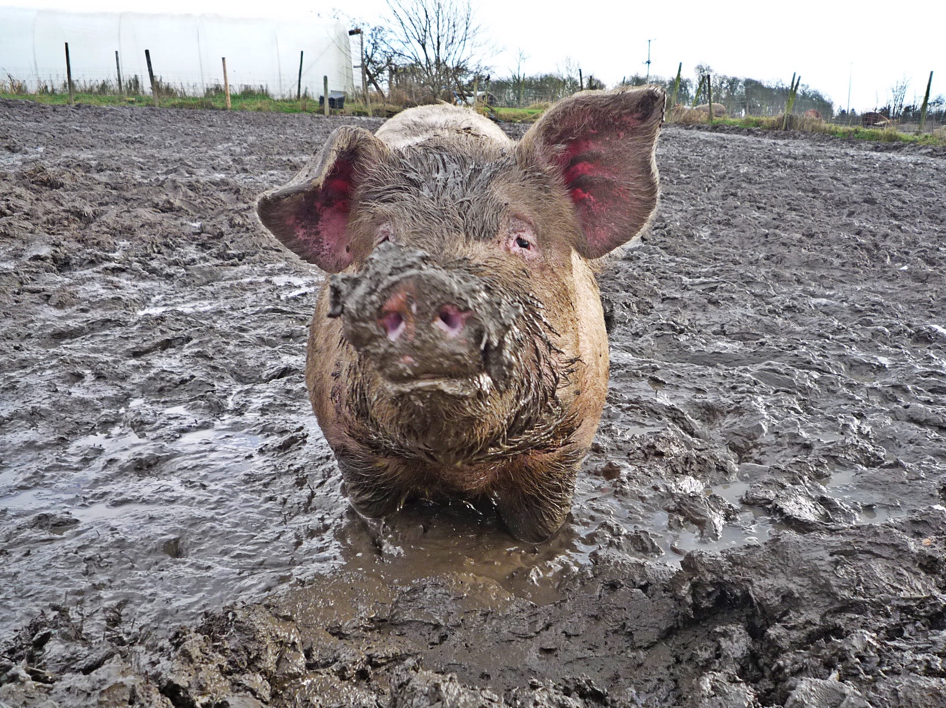 Pig-in-Mud.jpg