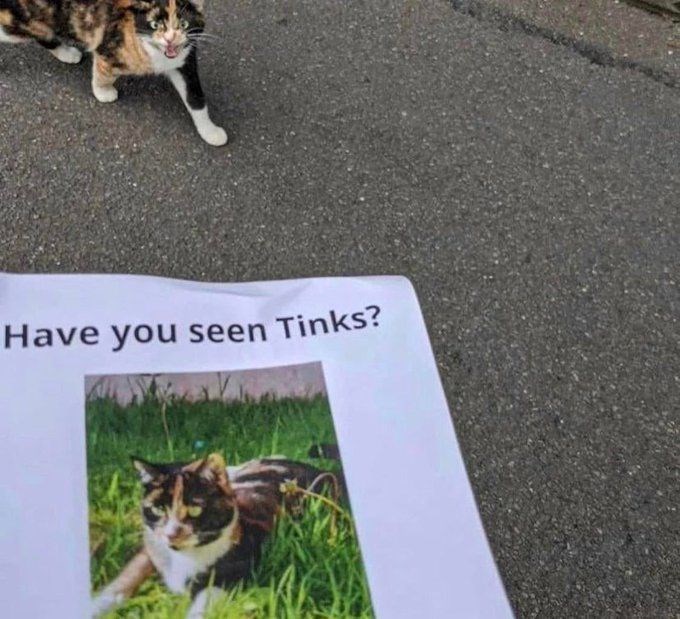 have-seen-tinks
