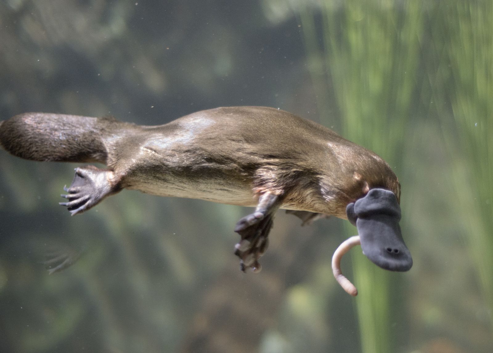 Platypuses-food-worms.jpg