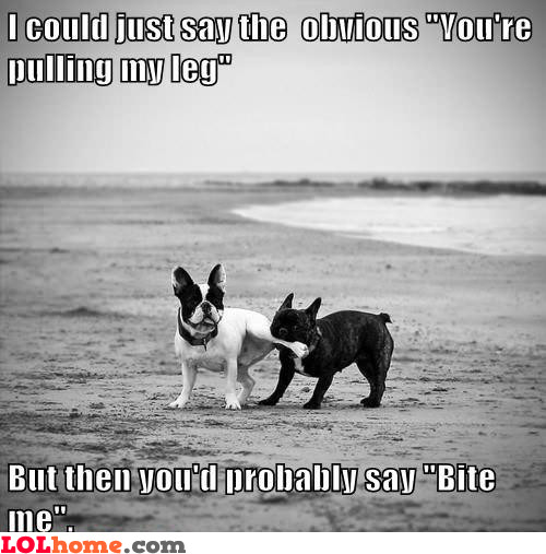 dog-is-pulling-my-leg.jpg