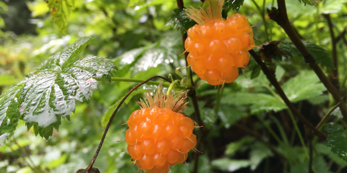 Salmoberries-1440x720.jpg