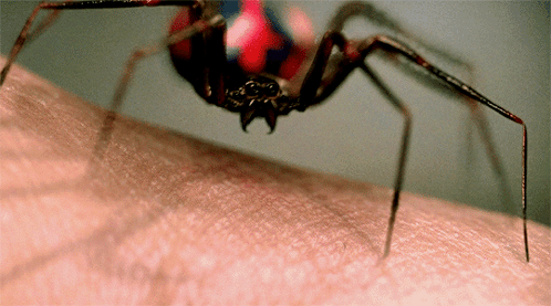 spider-bite-black-spider.gif