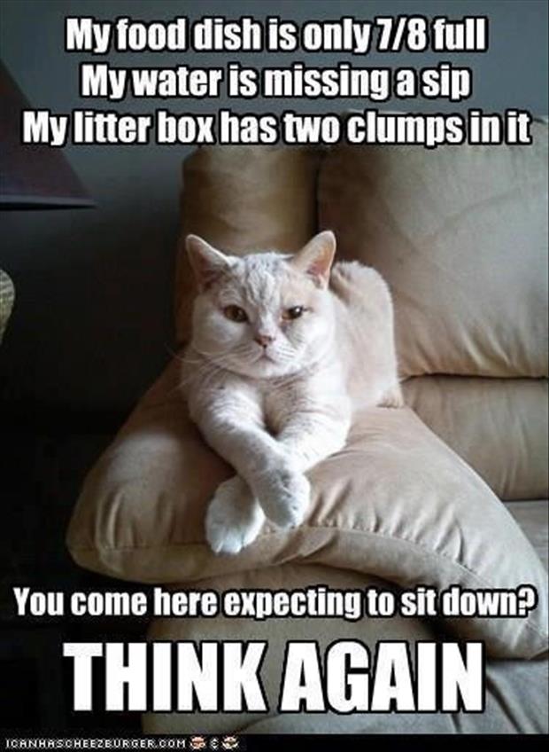 funny-cats2.jpg