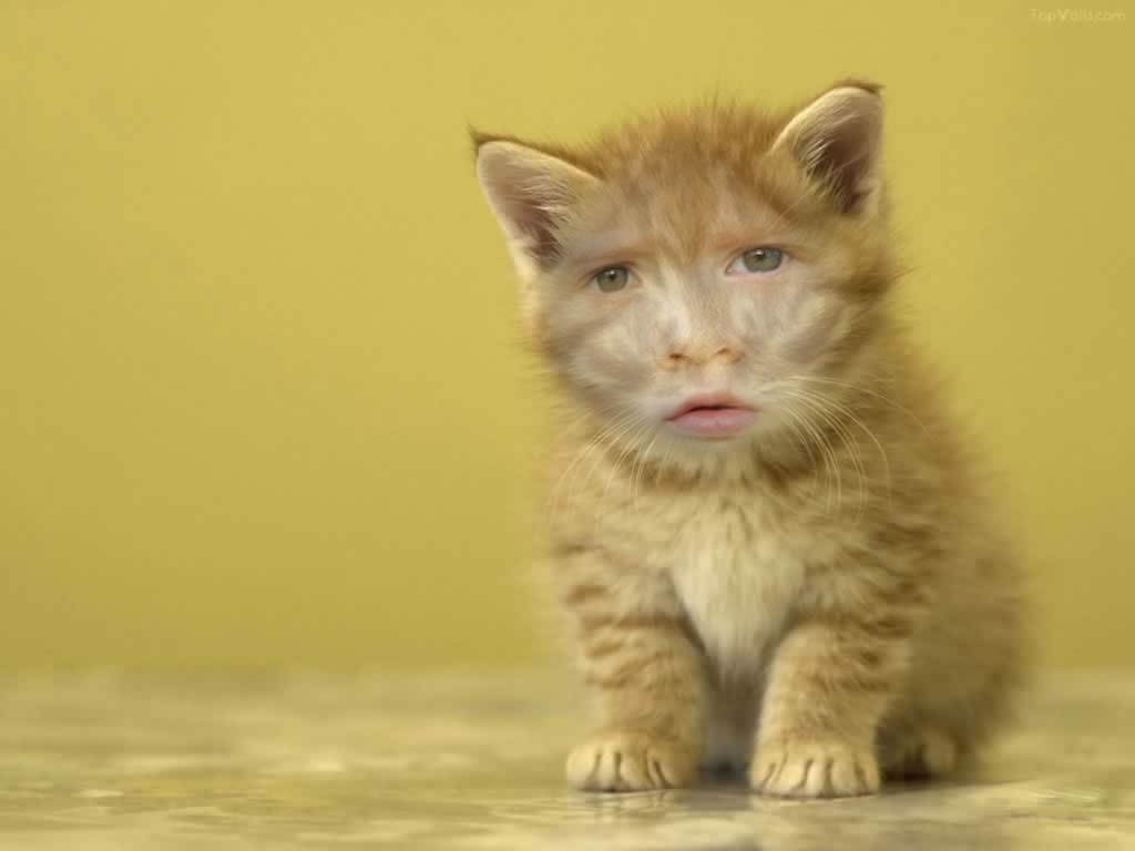 funny-animals-pictures-5-free-wallpaper.jpg