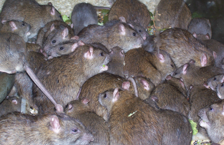 rats.jpg