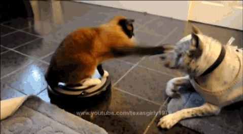cat+on+a+roomba+attacks+dog+dr+heckle+funny+wtf+gifs.gif