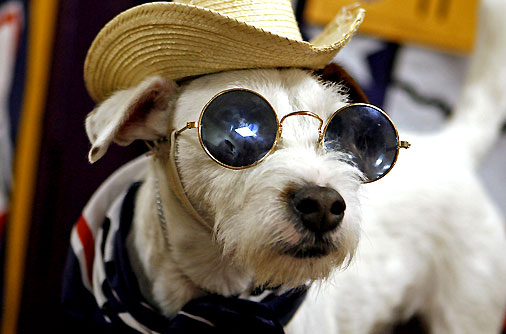 Dogs+Wearing+Sunglasses_0.jpg