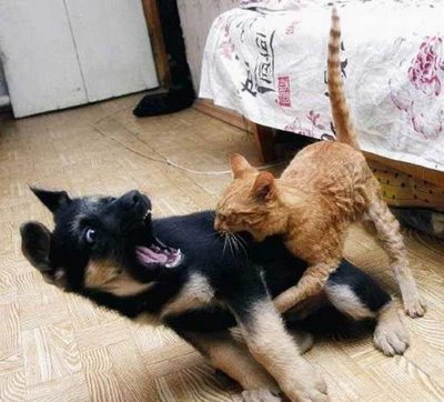 Funny+Cats+Fighting+Dogs.jpg