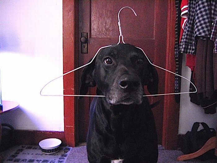 dog-just-hanging-around-funny-animals-pictures.jpg
