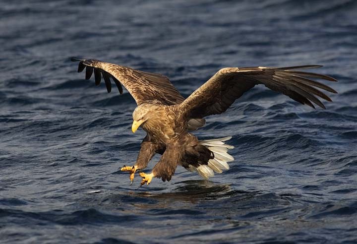 White-tailed_Eagle_P1_large_(Mike_Brown).jpg