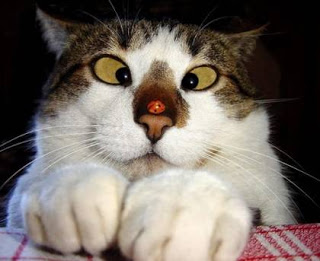funny+cross+eyed+cat.jpg
