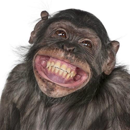 smiling-monkey-faces-gbrhxwtt-e1392573968105.jpg