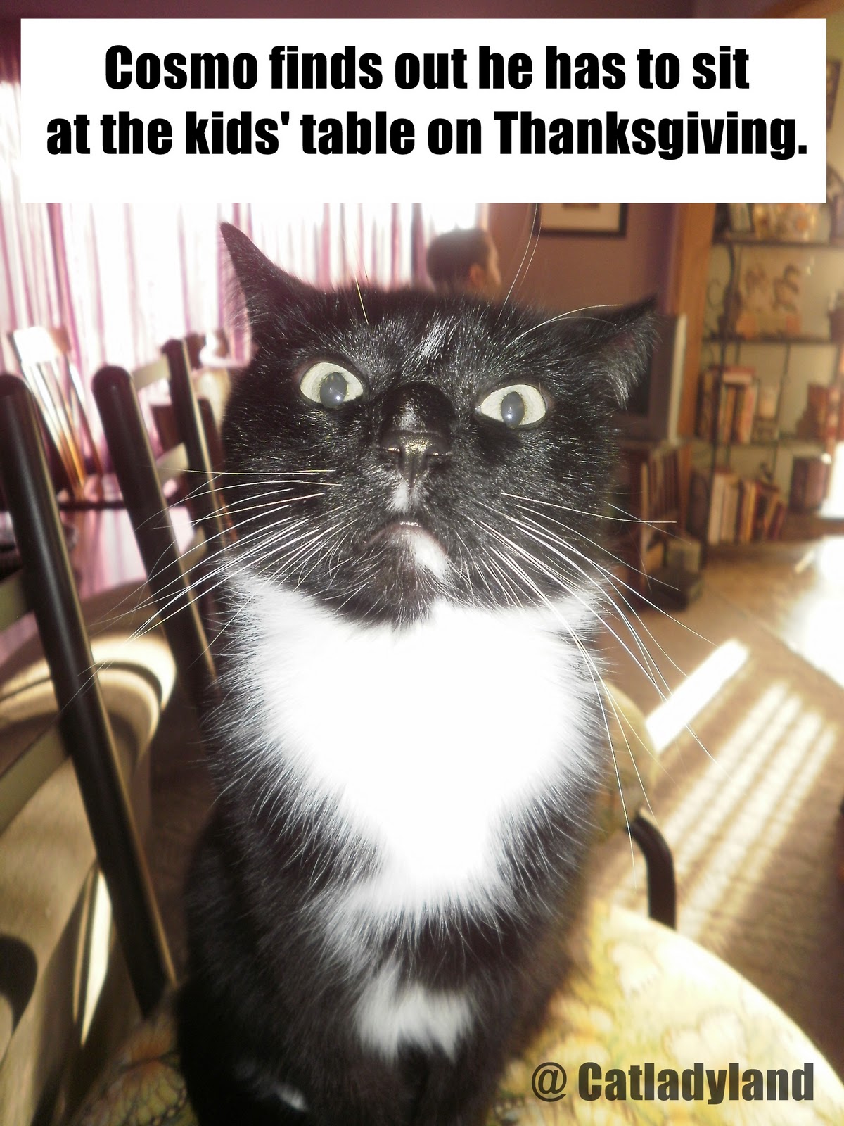 Thanksgiving+Cosmo+Funny+Cat+Comics.JPG