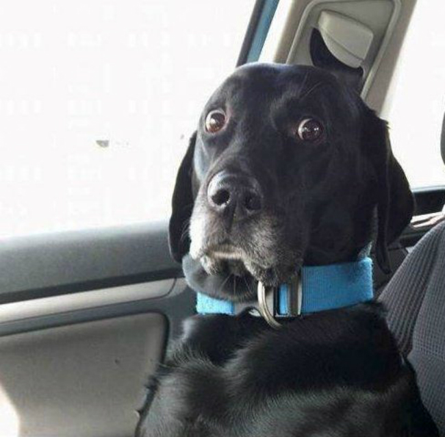 dog-in-car-shocked.jpg