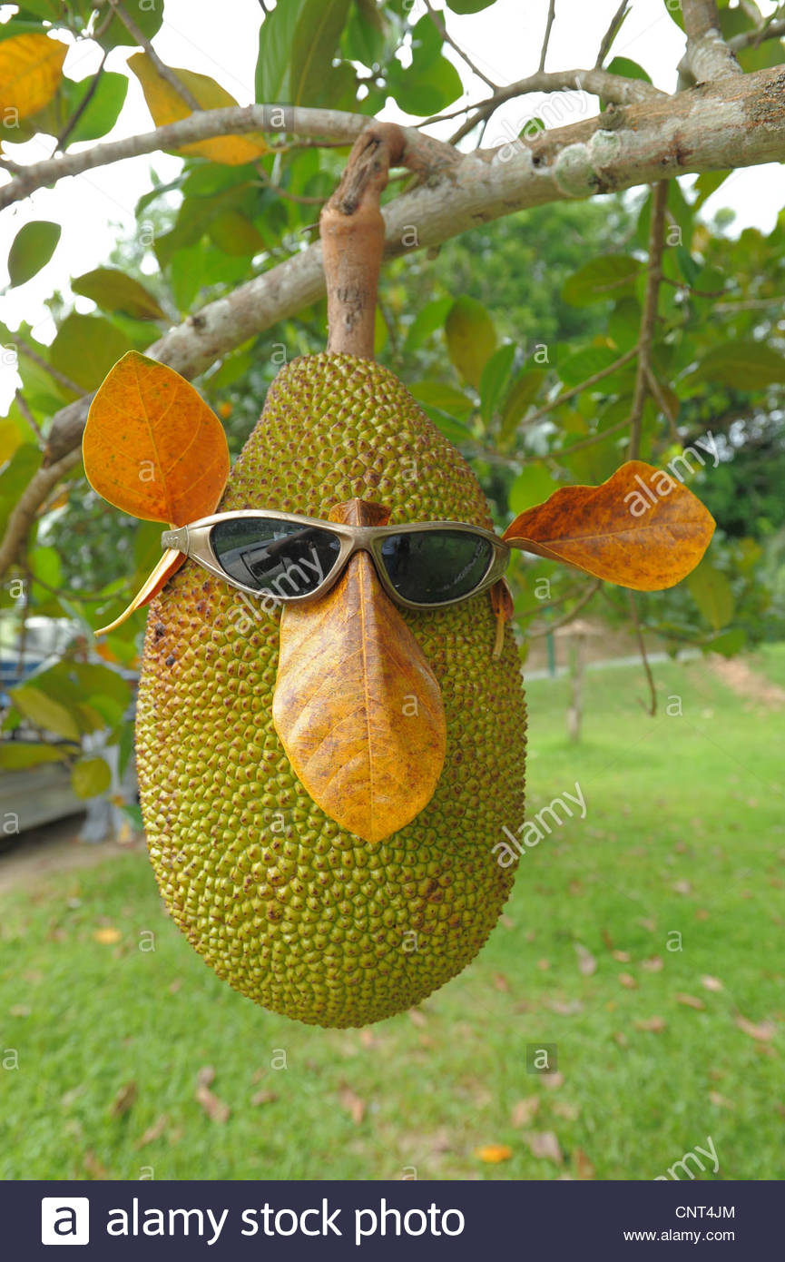 funny-face-jackfruit-fruit-farm-langkawi-kedah-malaysia-CNT4JM.jpg