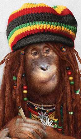 hippie-monkey.jpg