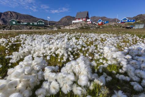 michael-arctic-cotton-grass-eriophorum-scheuchzeri-flowering-in-sisimiut-greenland-polar-regions.jpg