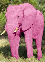 pink_elephant.png