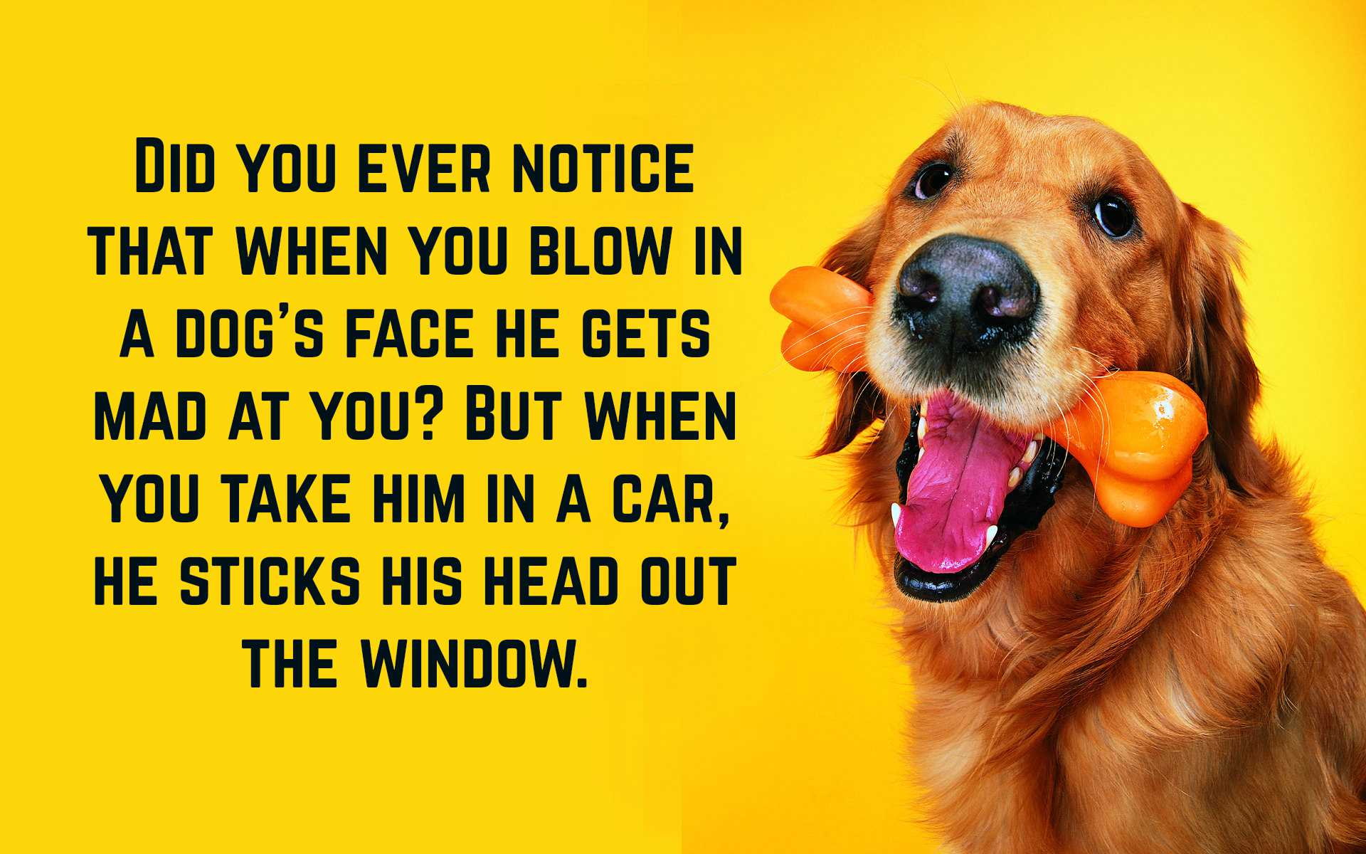 Funny-Dog-Quotes-1.jpg