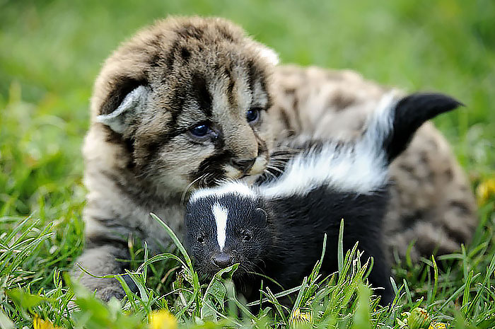 unusual-animal-friends-lion-cub-baby-skunk__700.jpg