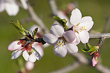 220px-Almond_blossom02_aug_2007.jpg