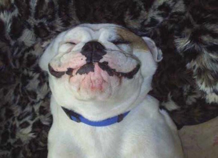 smiling-dogs-posted-at-awesomelycute.com-04012015-1.jpeg