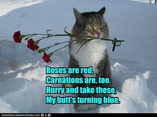 romantic-cat-poems1.jpg