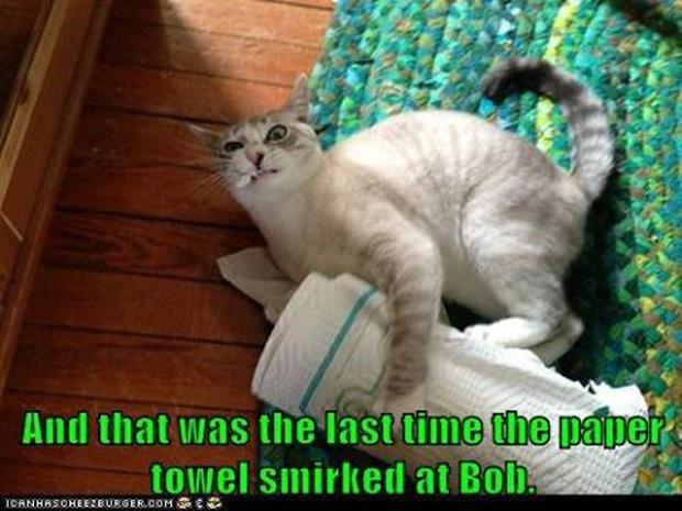 funny-pictures-cat-making-a-mess-with-paper-towels.jpg
