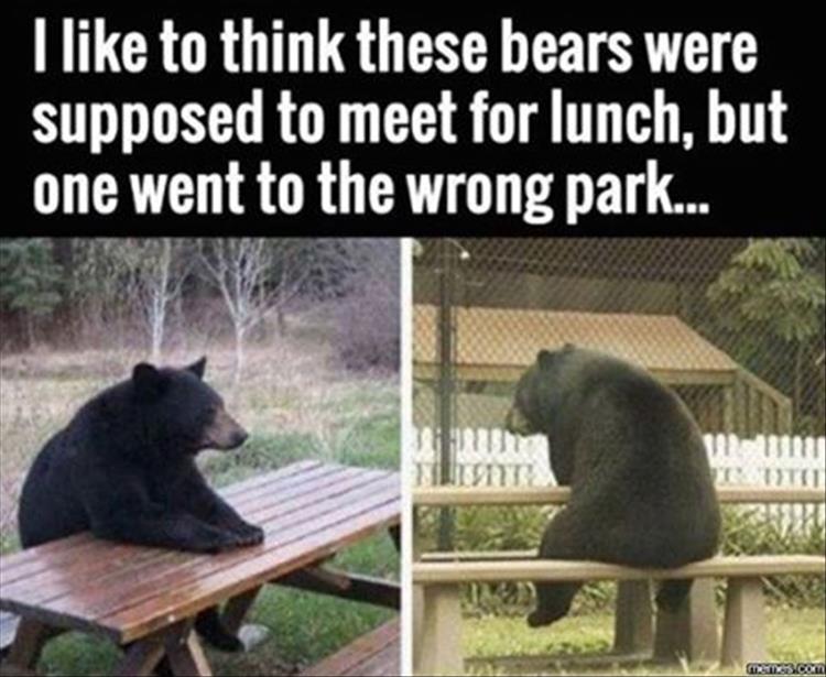 funny-bears.jpg