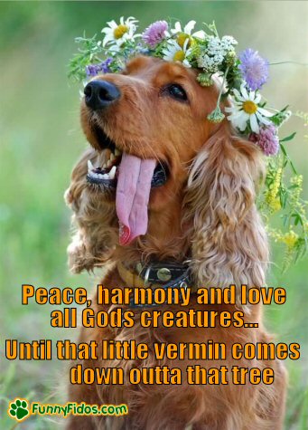 funny-dog-picture-peace-harmony-love.jpg